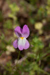Moroccan toadflax